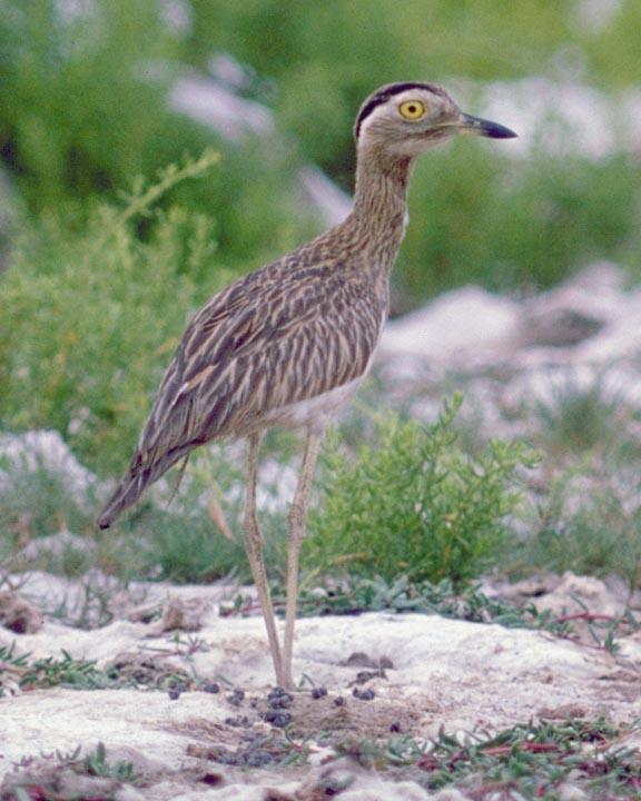 Double-striped Thick-knee Photo by Peter Boesman