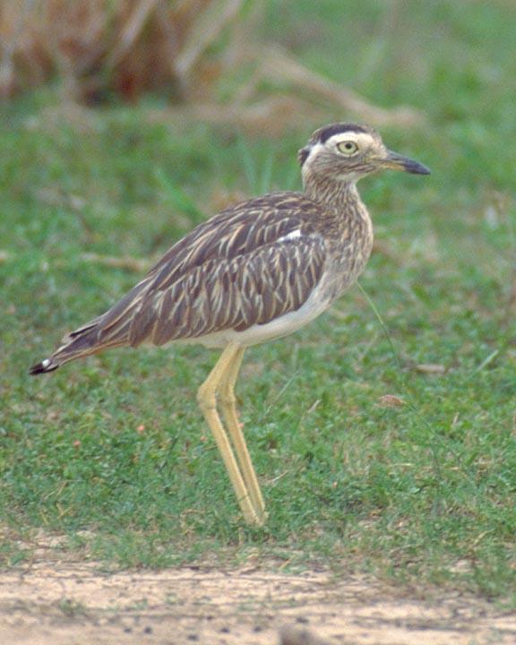 Double-striped Thick-knee Photo by Peter Boesman