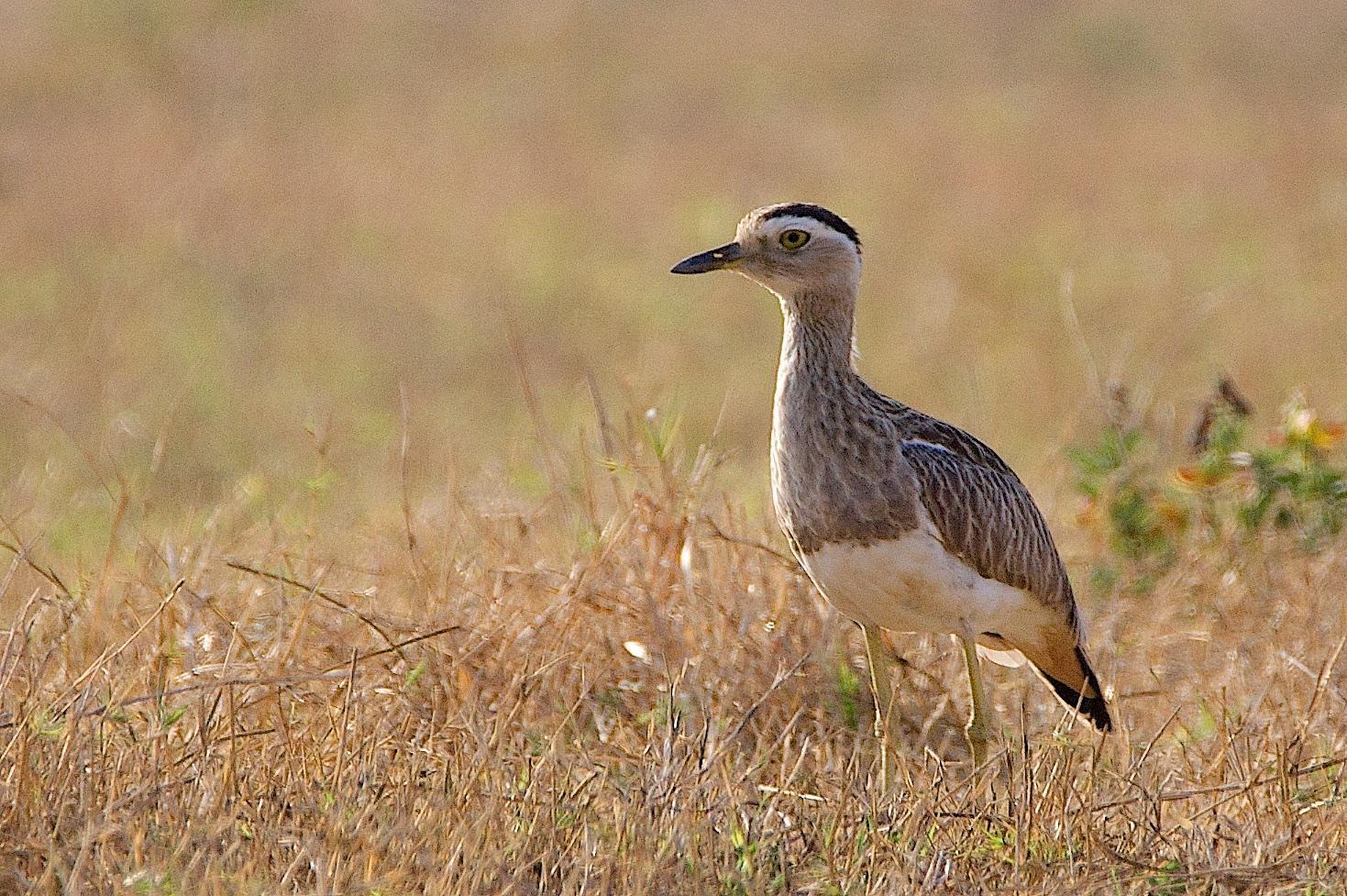 Double-striped Thick-knee Photo by Gerald Hoekstra
