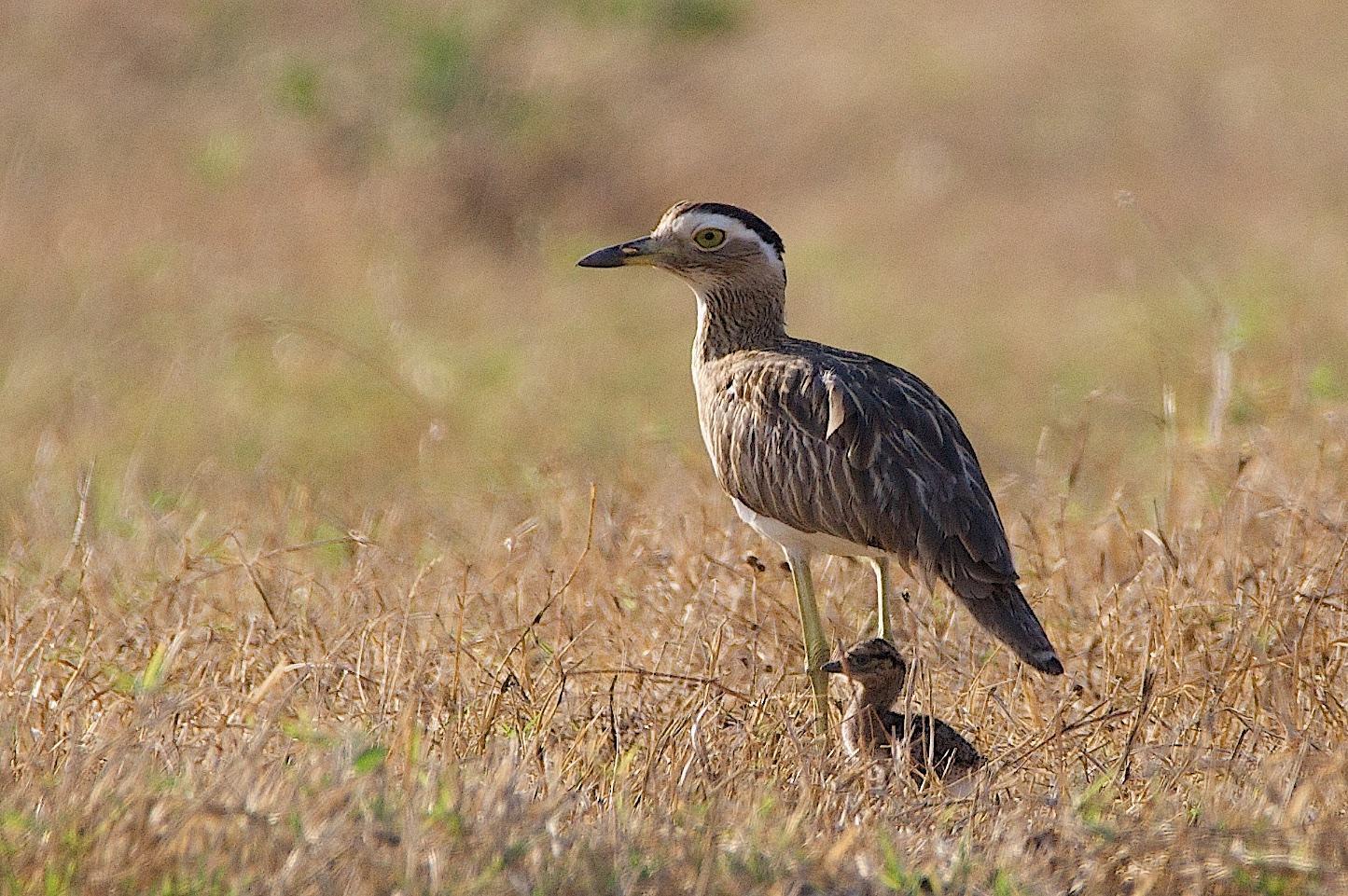 Double-striped Thick-knee Photo by Gerald Hoekstra