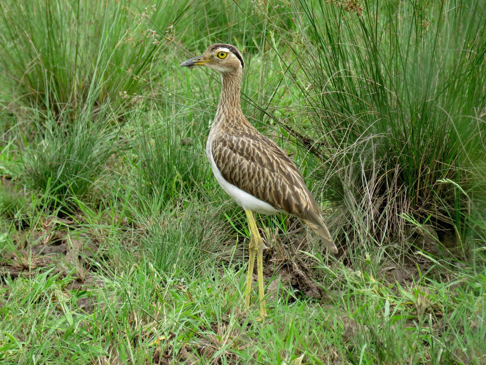 Double-striped Thick-knee Photo by John van Dort