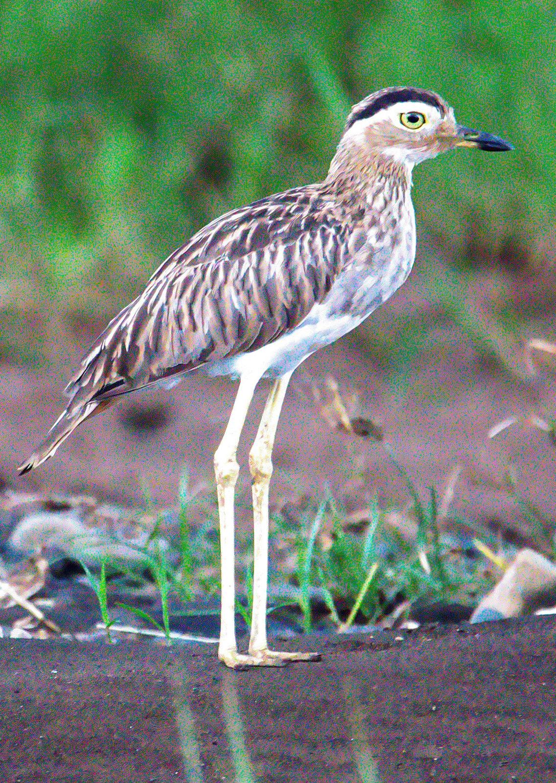 Double-striped Thick-knee Photo by Dan Tallman
