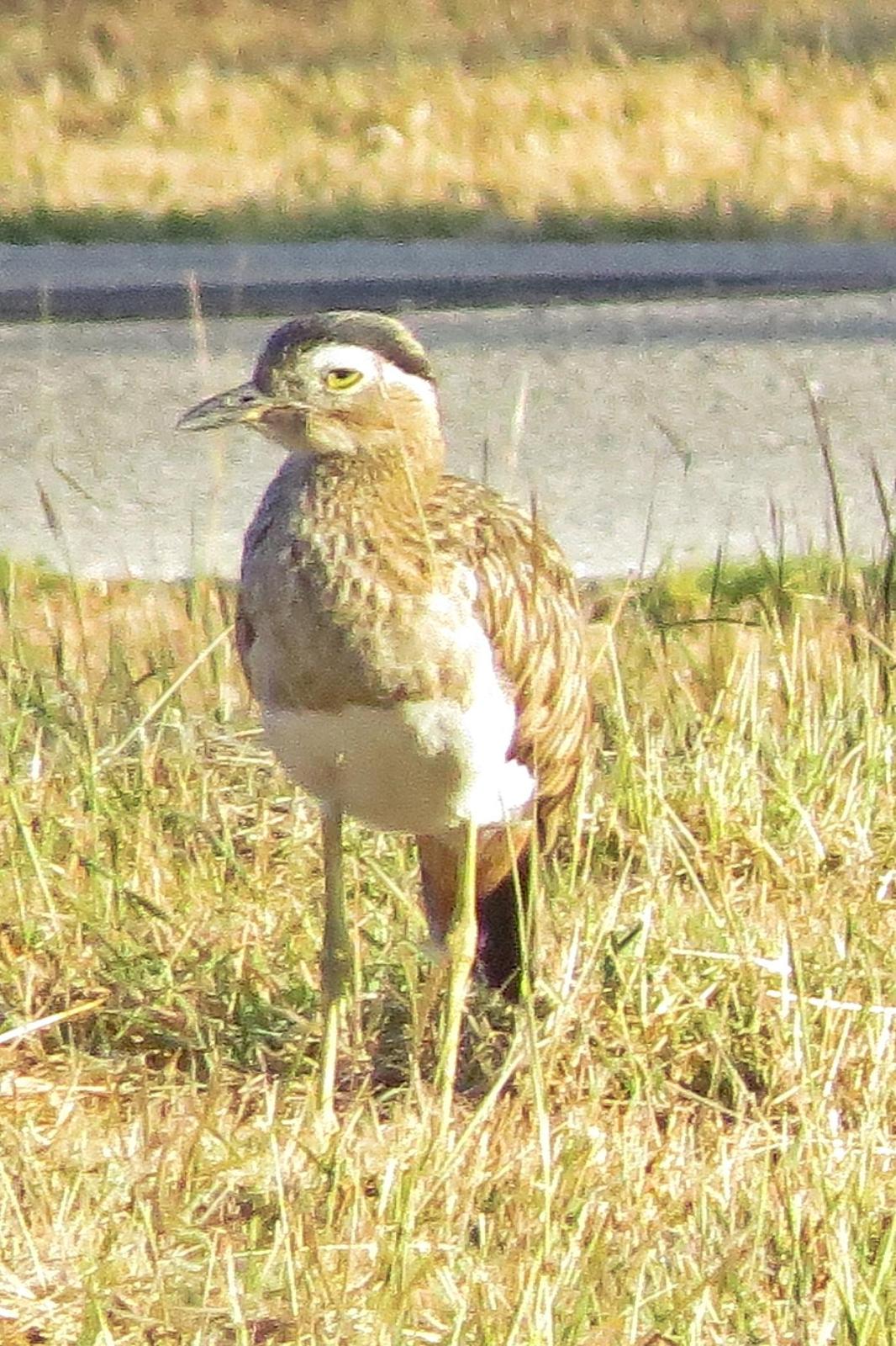 Double-striped Thick-knee Photo by Enid Bachman
