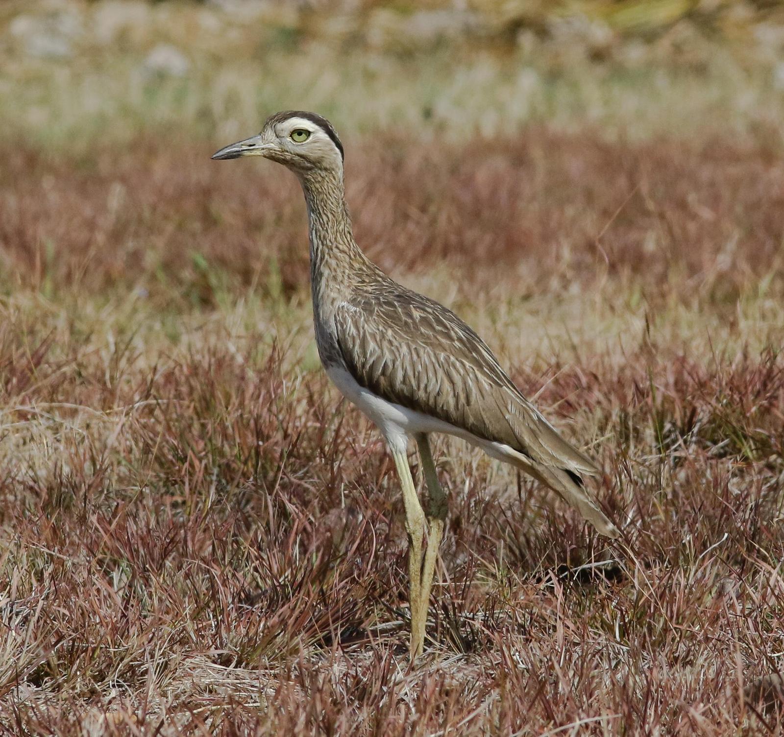 Double-striped Thick-knee Photo by Leonardo Garrigues