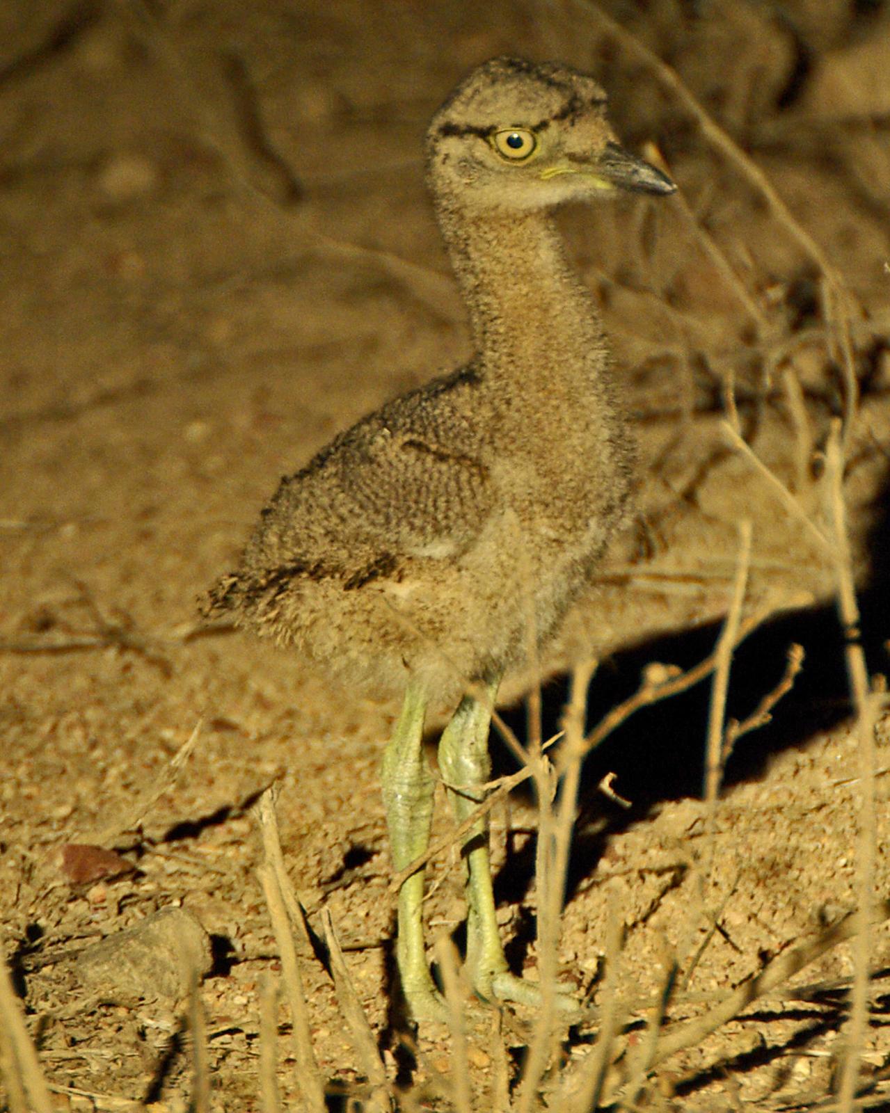 Double-striped Thick-knee Photo by Robert Polkinghorn