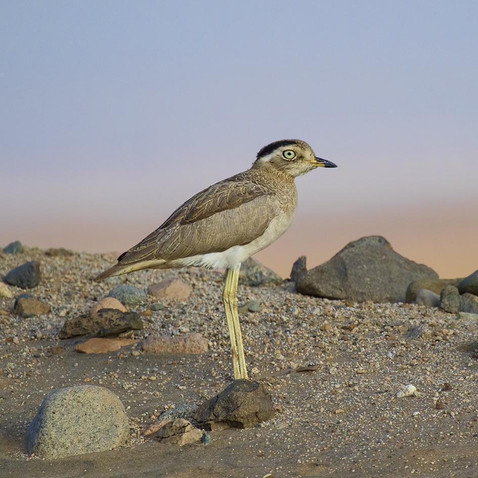 Peruvian Thick-knee Photo by Peter Hawrylyshyn