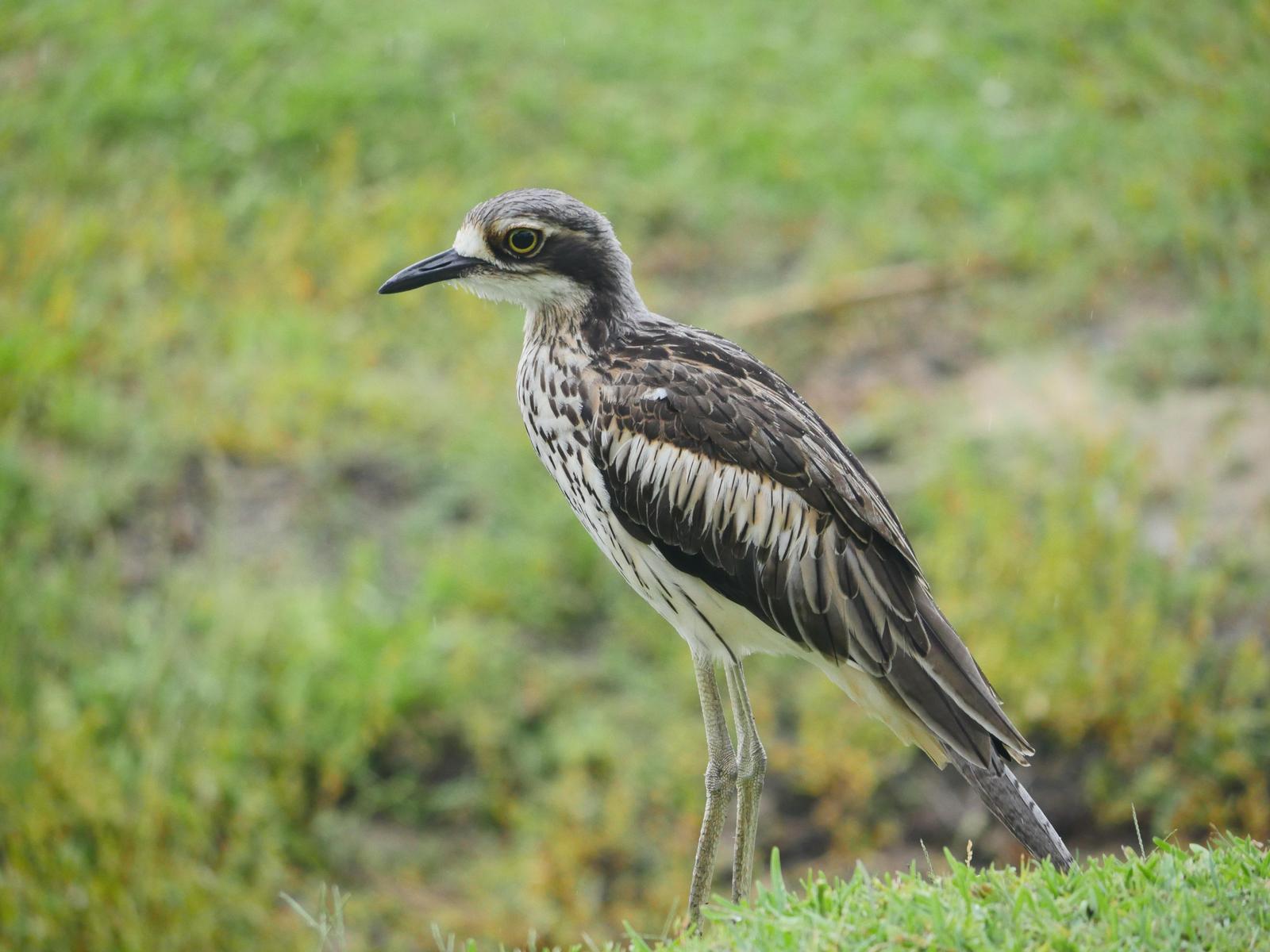 Bush Thick-knee Photo by Peter Lowe