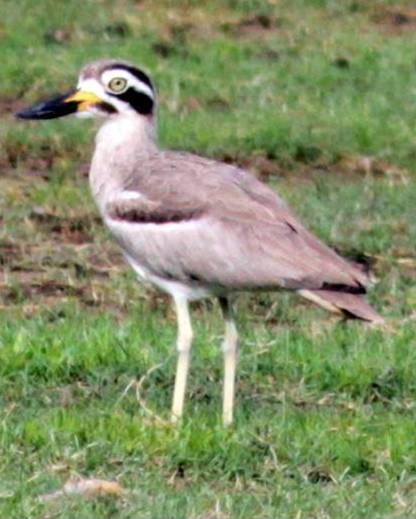 Great Thick-knee Photo by Frank Gilliland