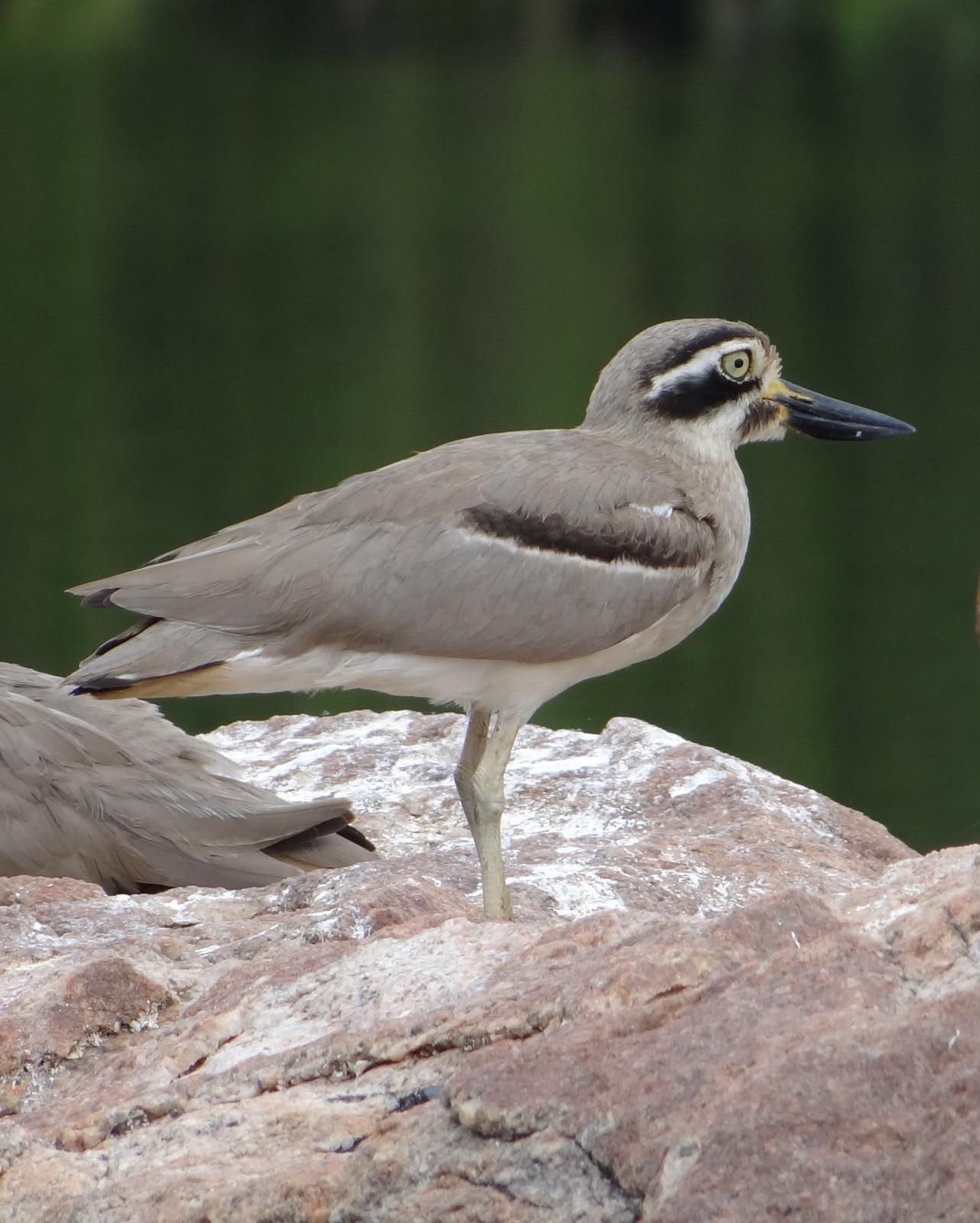 Great Thick-knee Photo by Todd A. Watkins