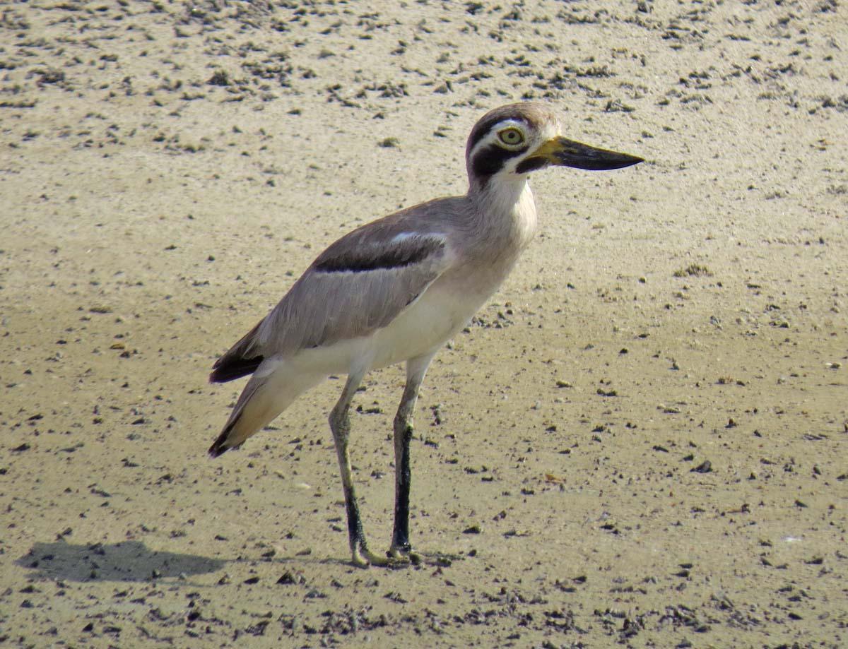 Great Thick-knee Photo by Peter Boesman