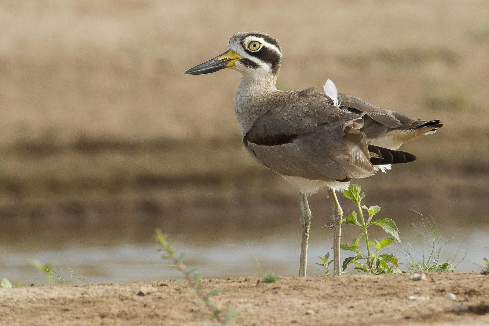 Great Thick-knee Photo by Jeff Schwilk
