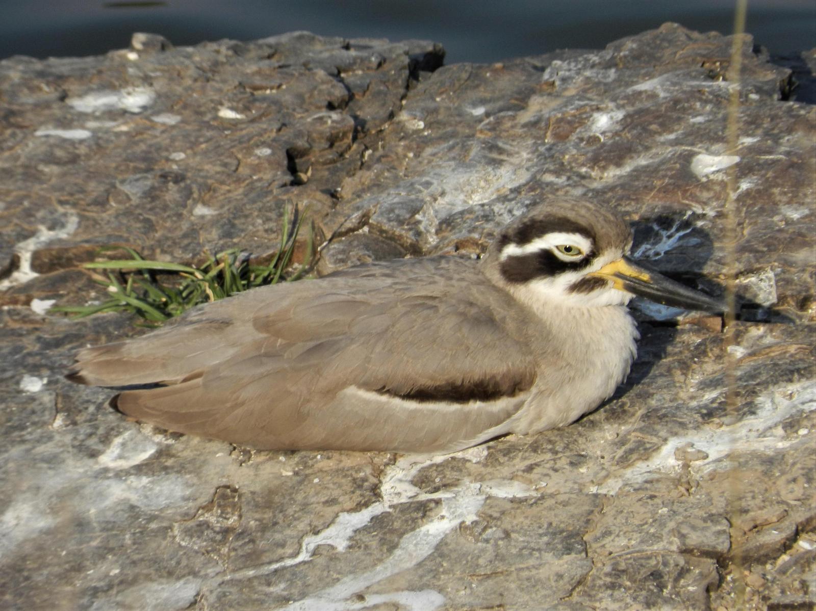 Great Thick-knee Photo by Richard Jeffers