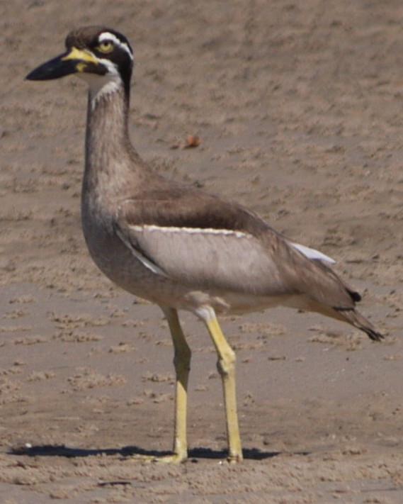 Beach Thick-knee Photo by Peter Lowe
