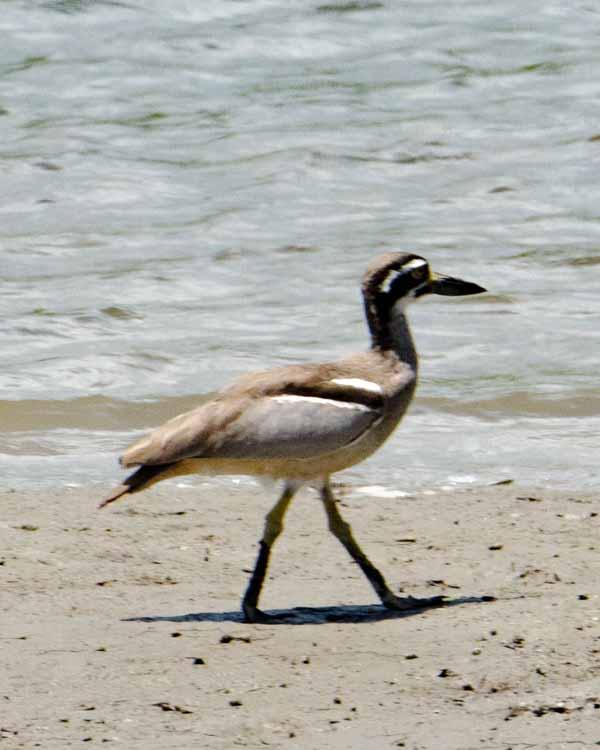 Beach Thick-knee Photo by Bob Hasenick