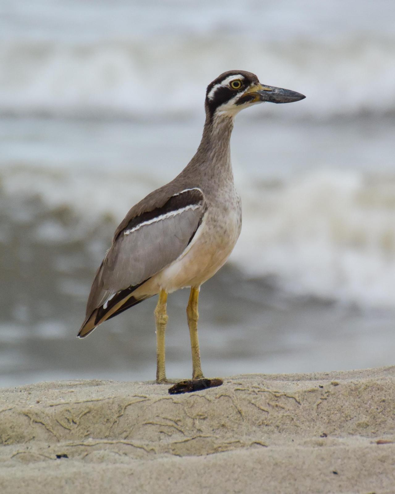 Beach Thick-knee Photo by Emily Percival