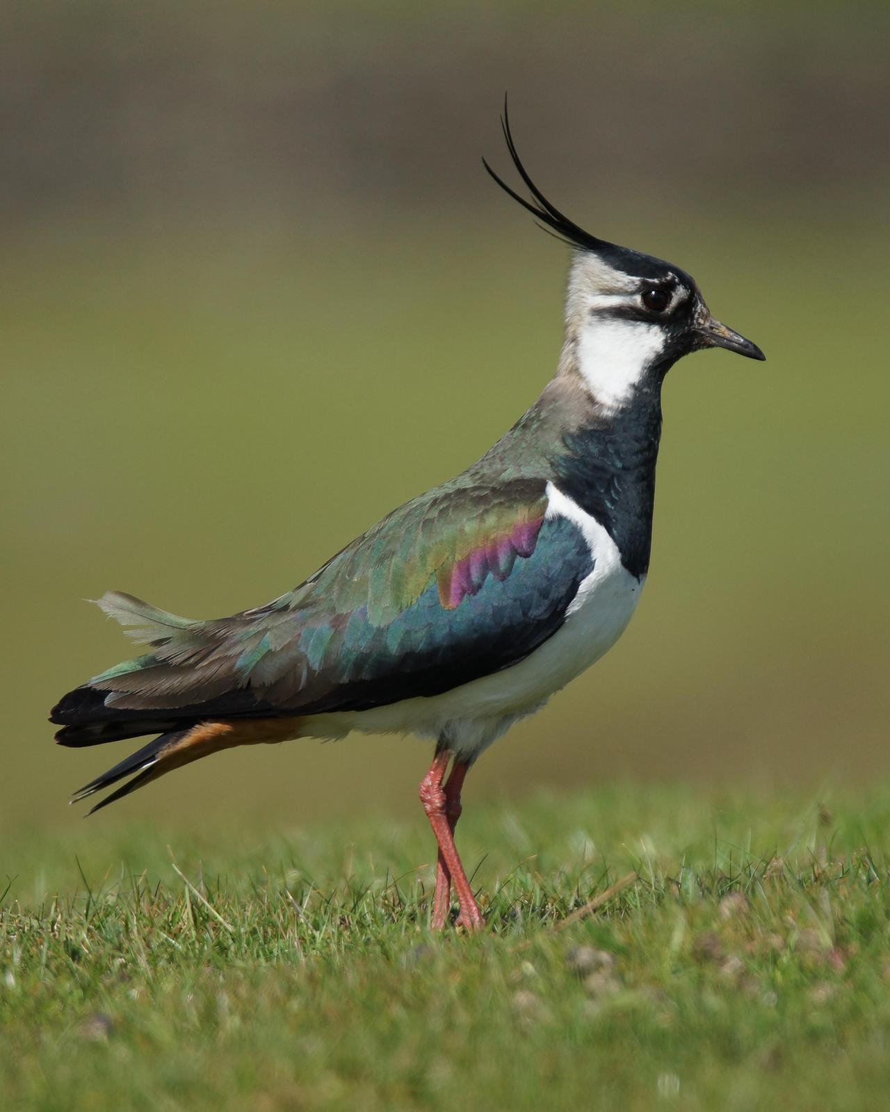 Northern Lapwing Photo by Steve Percival