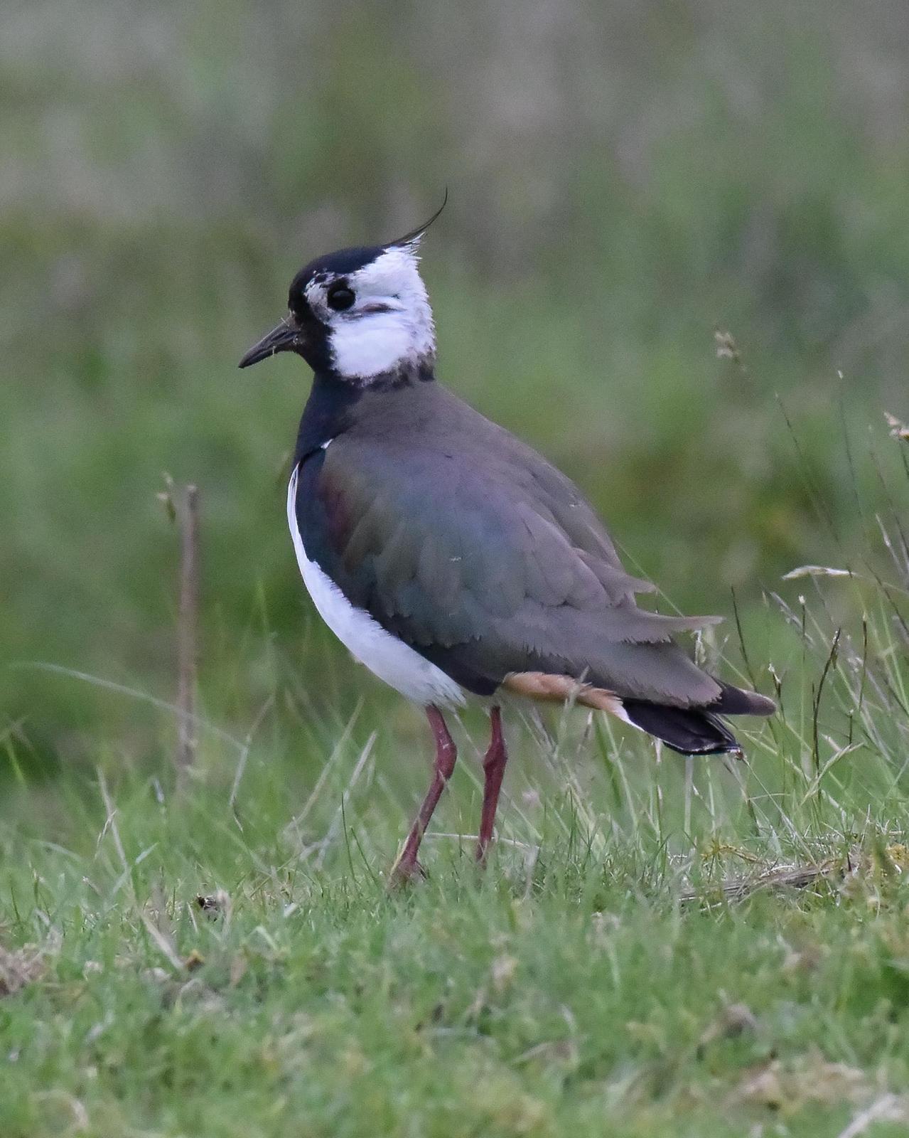 Northern Lapwing Photo by Emily Percival