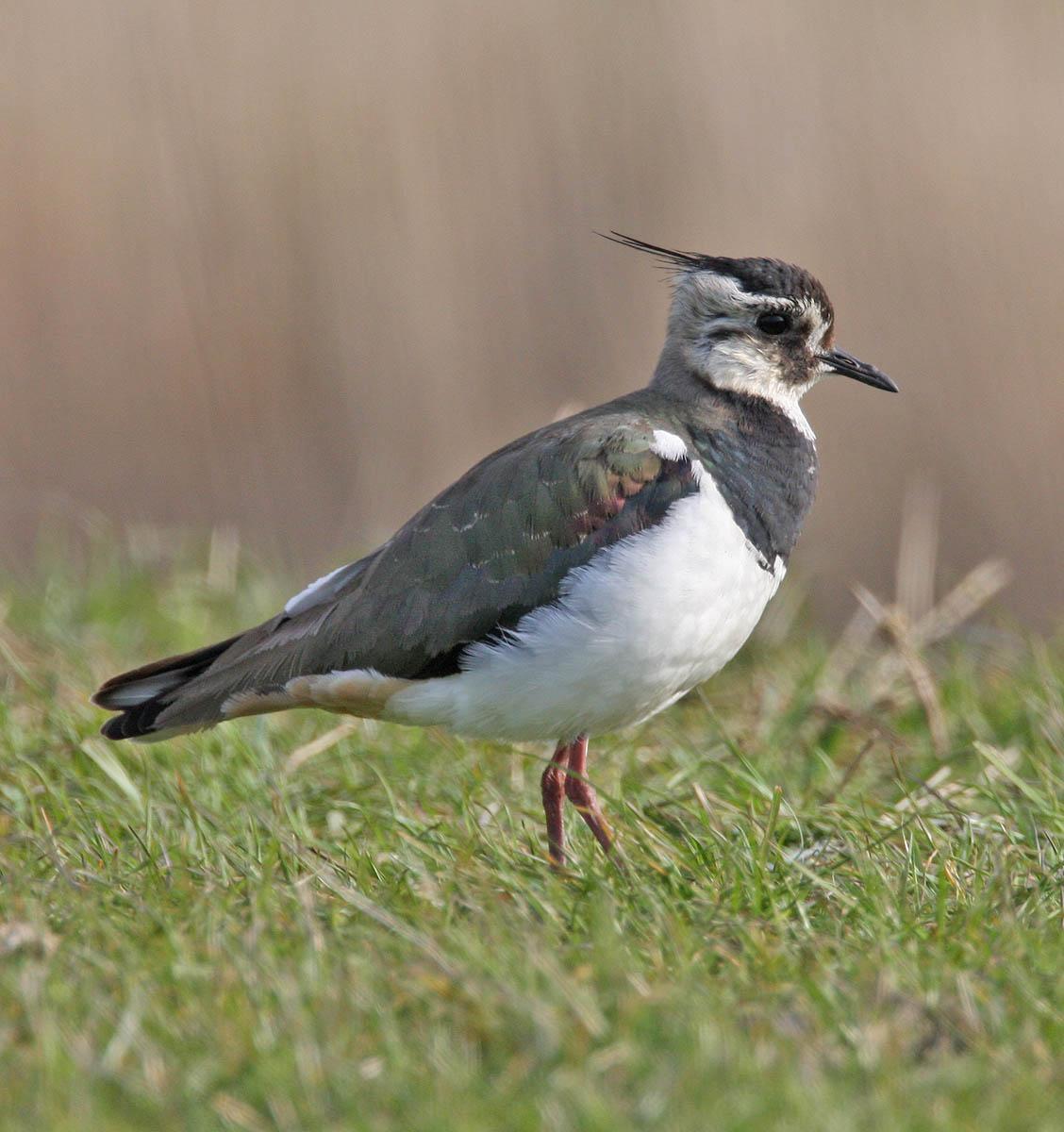 Northern Lapwing Photo by Peter Boesman