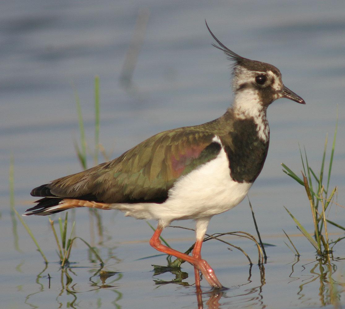 Northern Lapwing Photo by Peter Boesman
