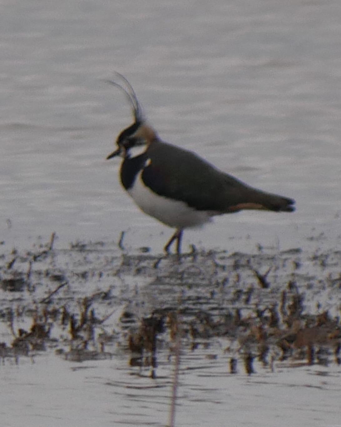 Northern Lapwing Photo by Peter Lowe