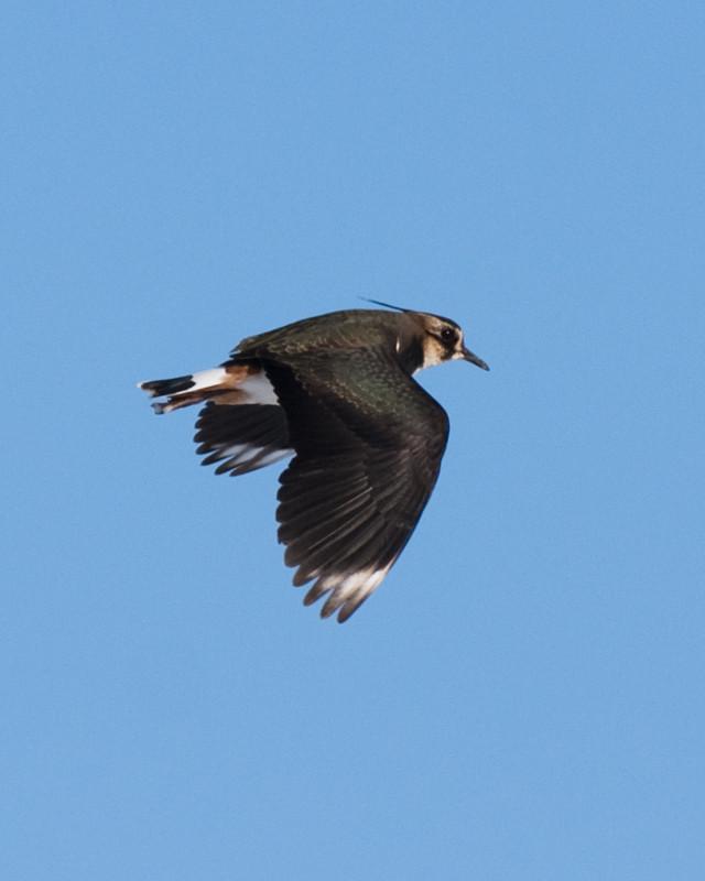 Northern Lapwing Photo by Natalie Raeber