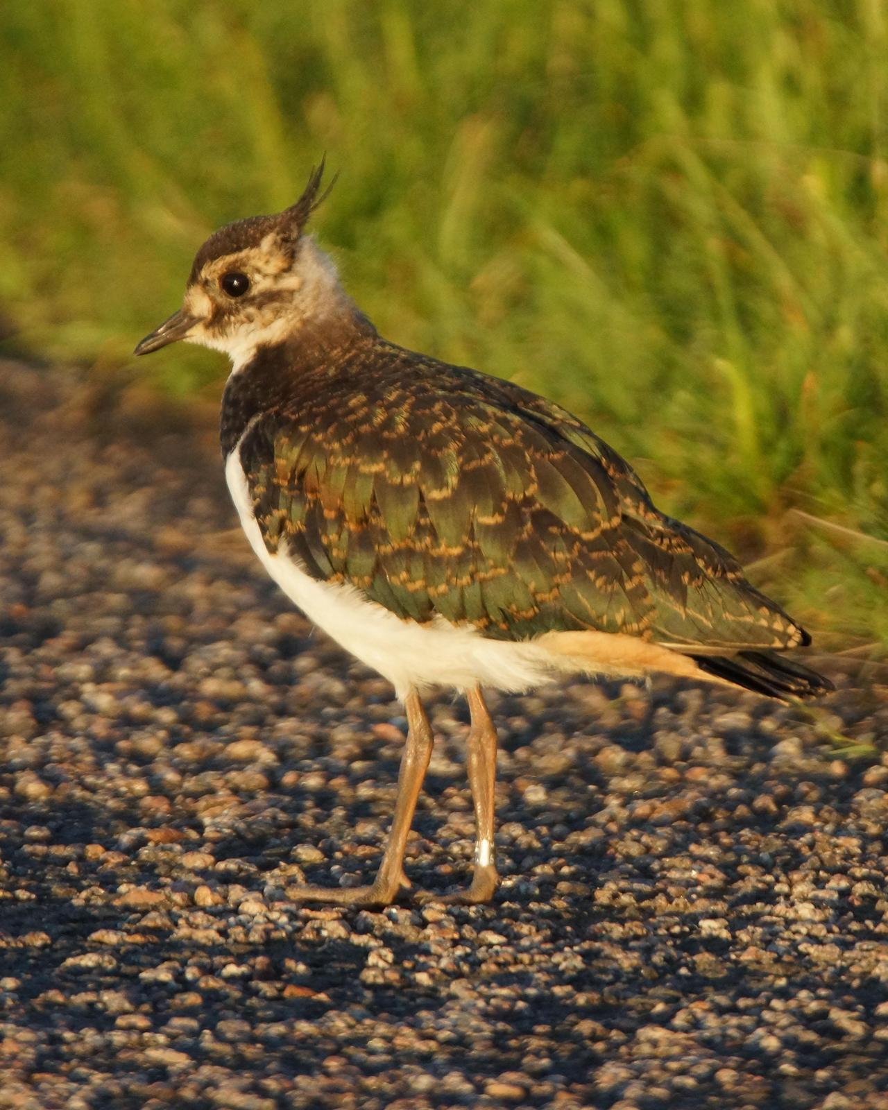Northern Lapwing Photo by Steve Percival