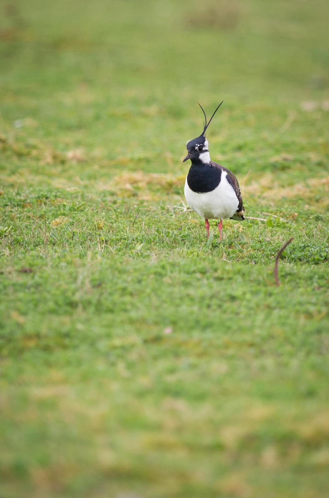 Northern Lapwing Photo by Jesse Hodges
