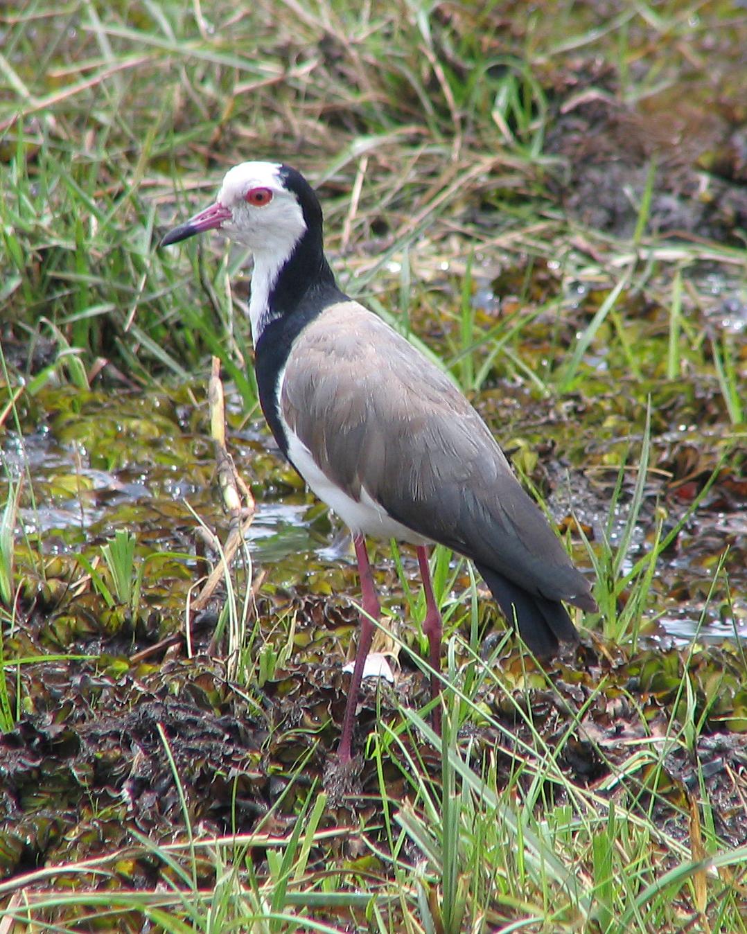 Long-toed Lapwing Photo by Henk Baptist