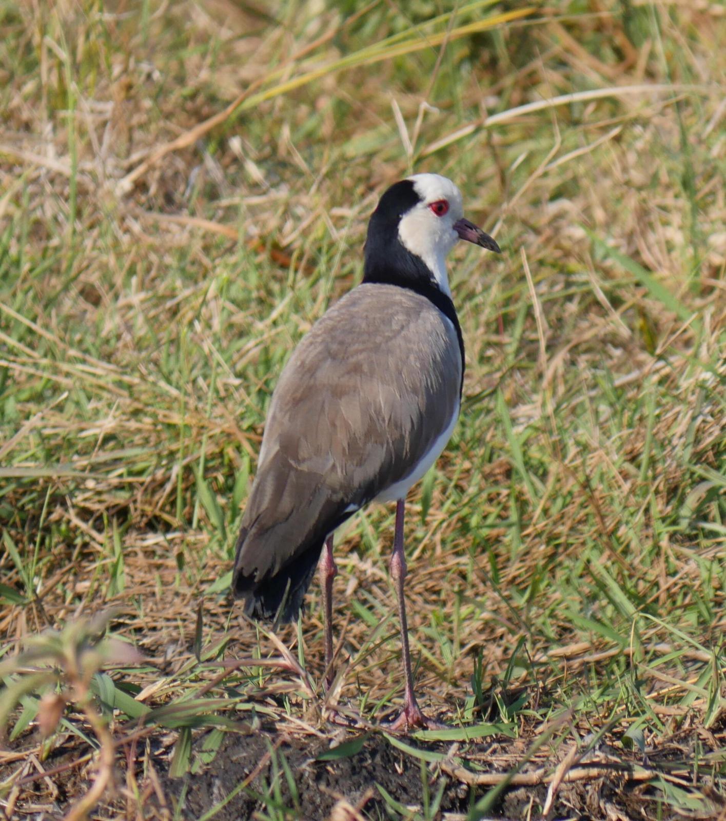 Long-toed Lapwing Photo by Peter Lowe