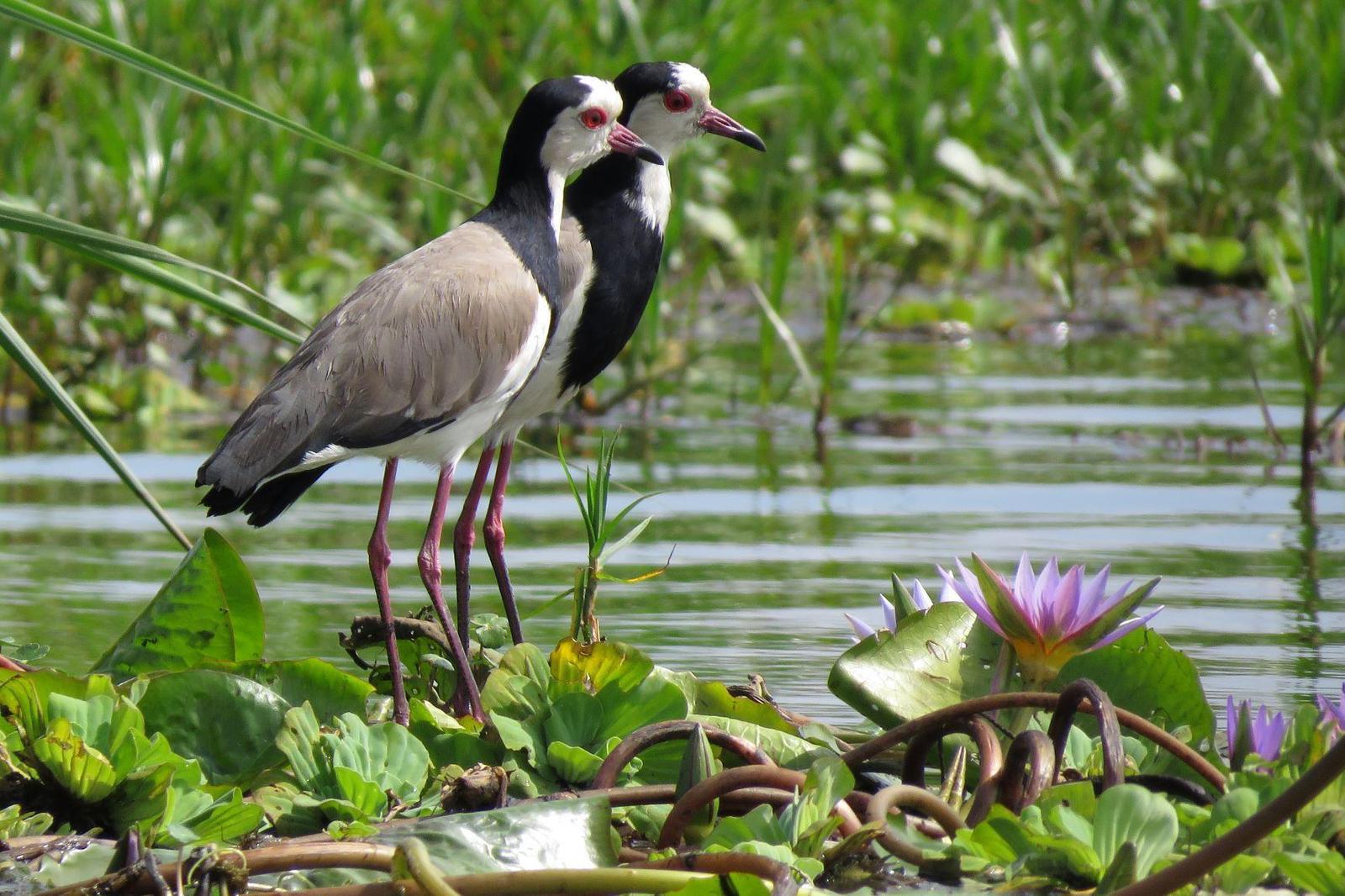 Long-toed Lapwing Photo by Cyndee Pelt