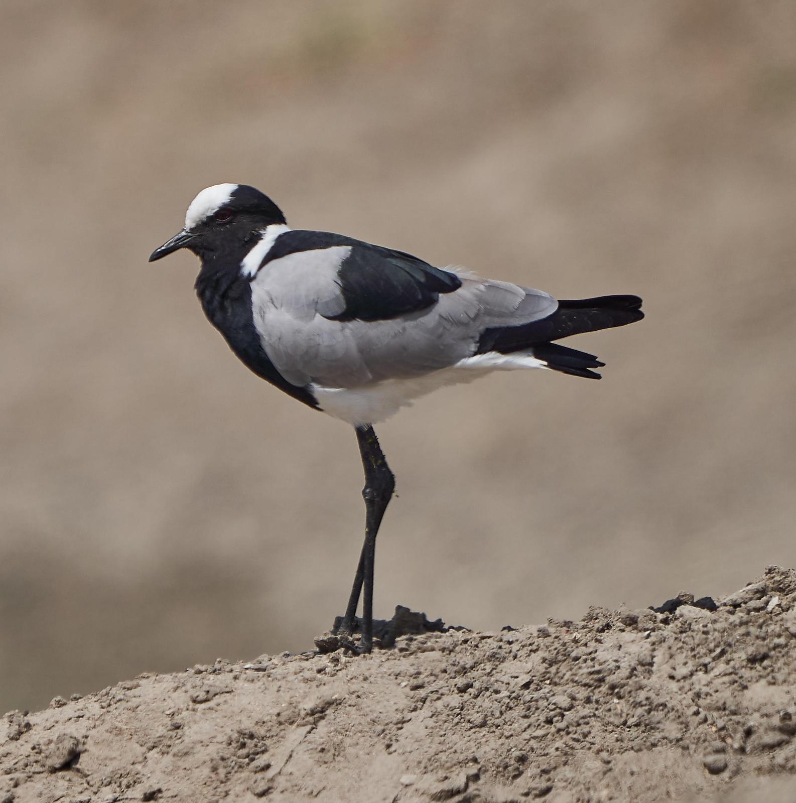 Blacksmith Lapwing Photo by Steven Cheong