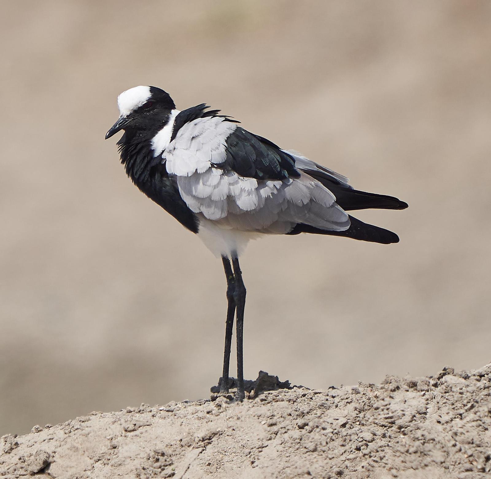 Blacksmith Lapwing Photo by Steven Cheong