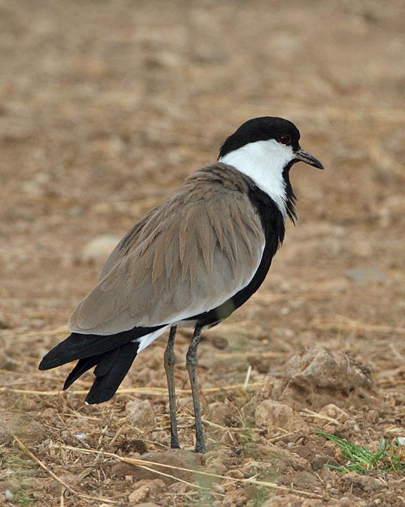 Spur-winged Lapwing Photo by Jack Jeffrey
