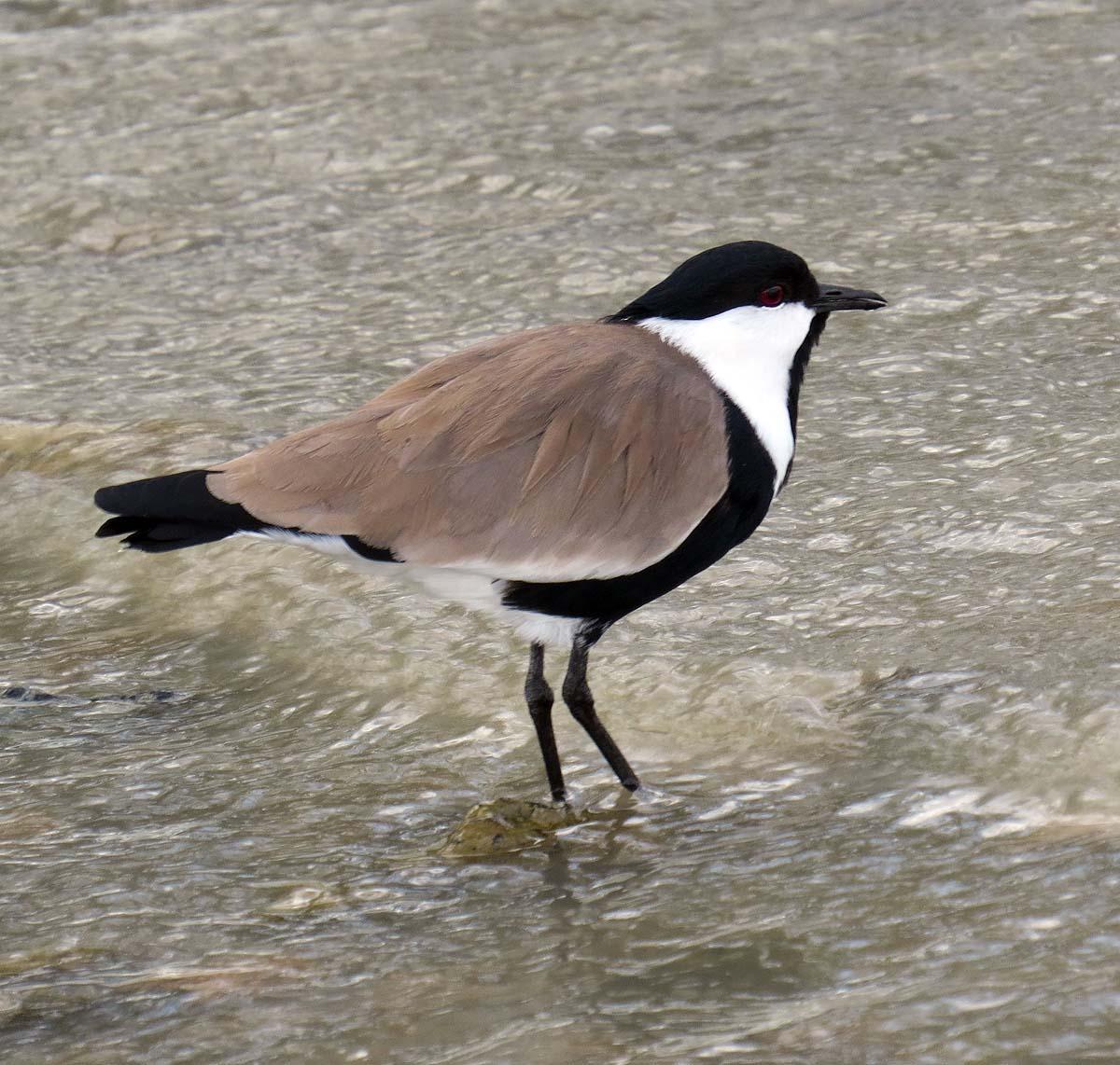 Spur-winged Lapwing Photo by Peter Boesman
