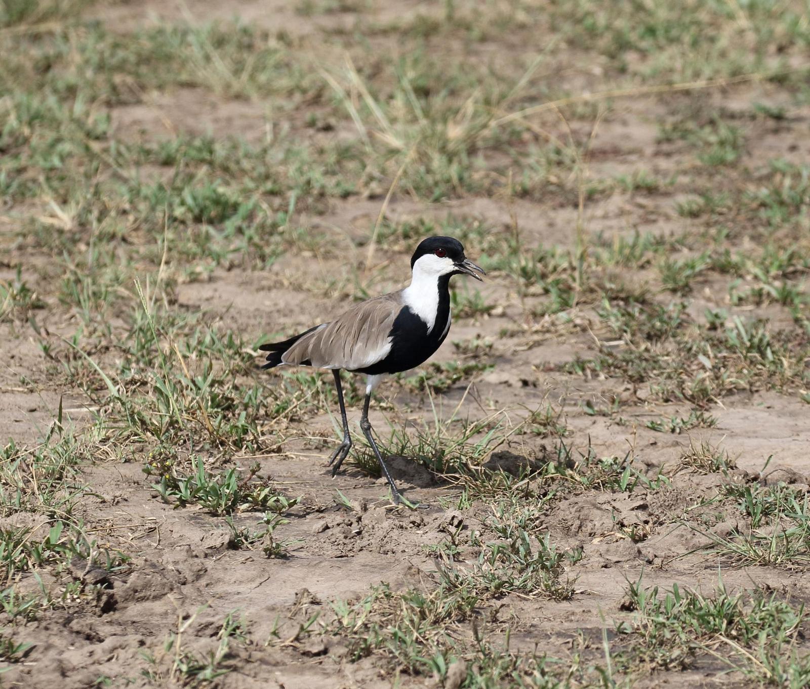 Spur-winged Lapwing Photo by Nate Dias