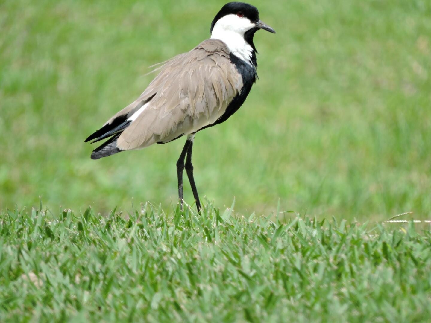 Spur-winged Lapwing Photo by Timothy Ijala