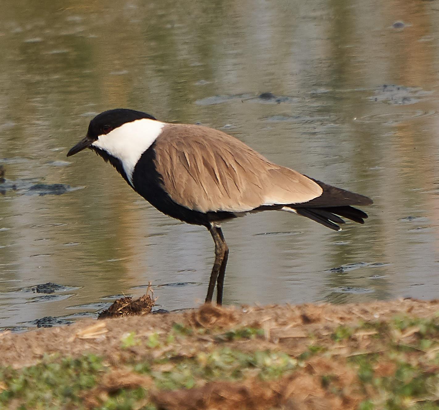 Spur-winged Lapwing Photo by Steven Cheong