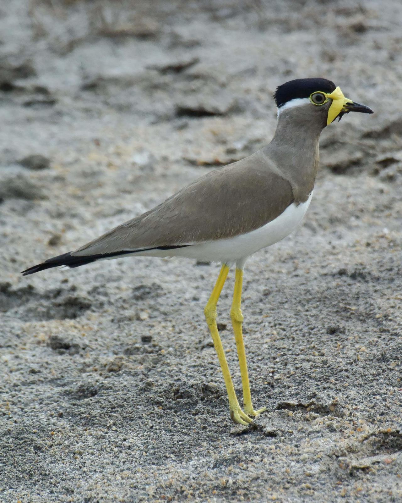 Yellow-wattled Lapwing Photo by Steve Percival