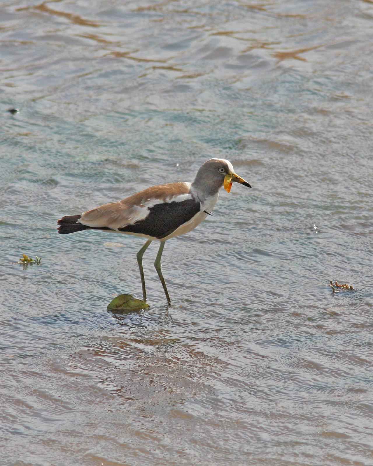 White-headed Lapwing Photo by Henk Baptist