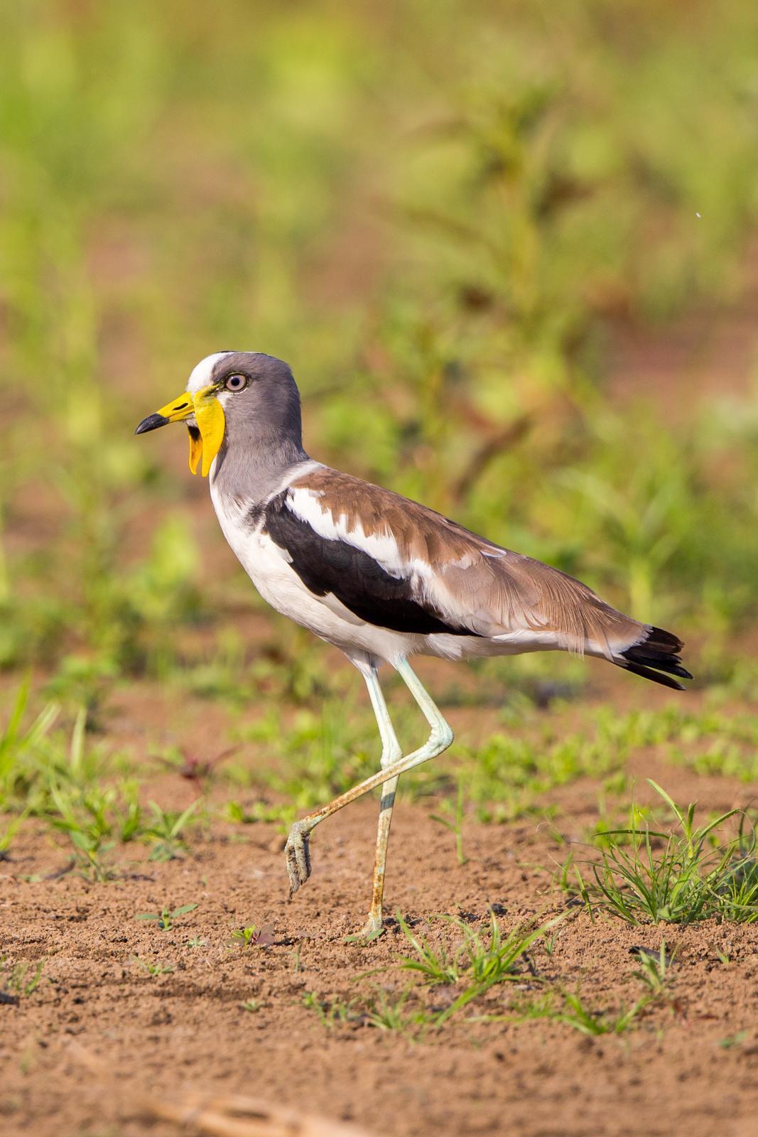 White-headed Lapwing Photo by Rhys Marsh