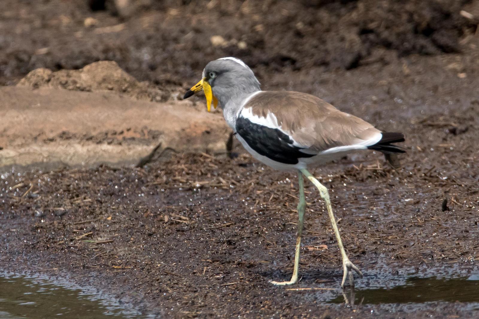 White-headed Lapwing Photo by Gerald Hoekstra