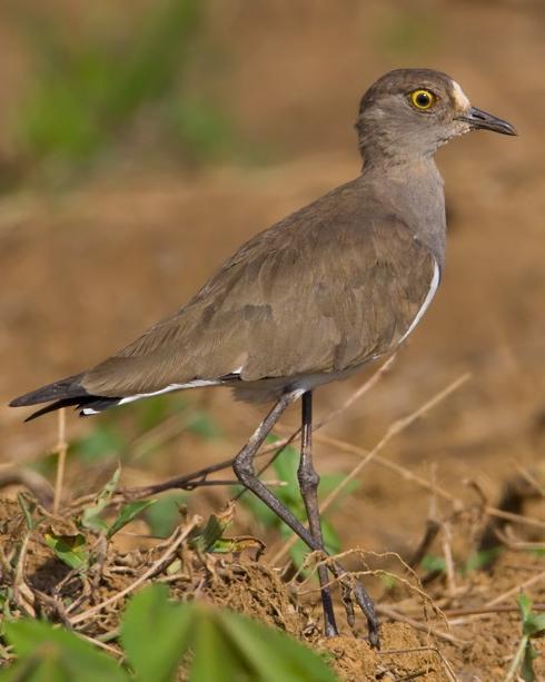 Senegal Lapwing Photo by Mike Barth