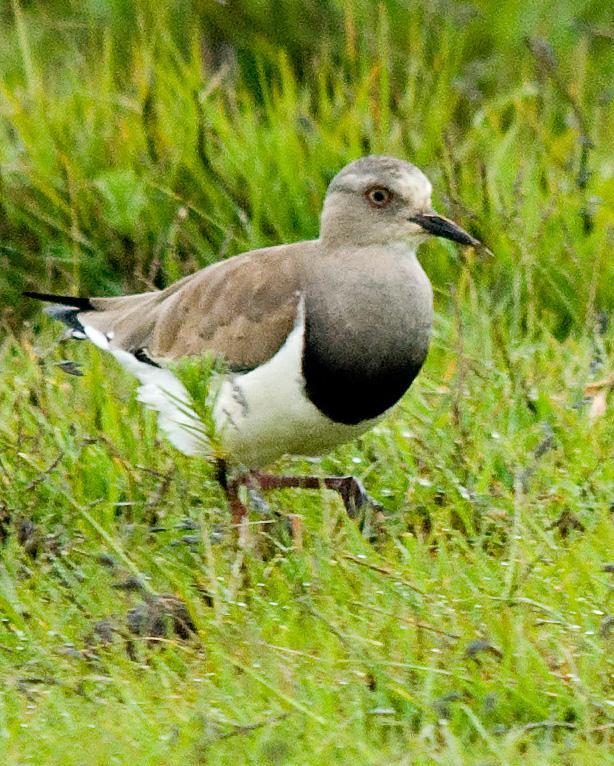 Black-winged Lapwing Photo by Carol Foil