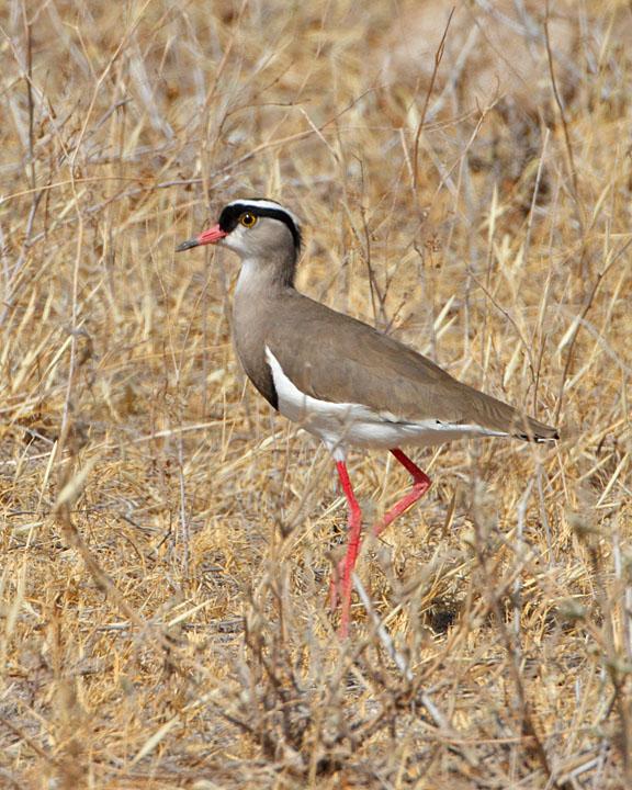 Crowned Lapwing Photo by Jack Jeffrey