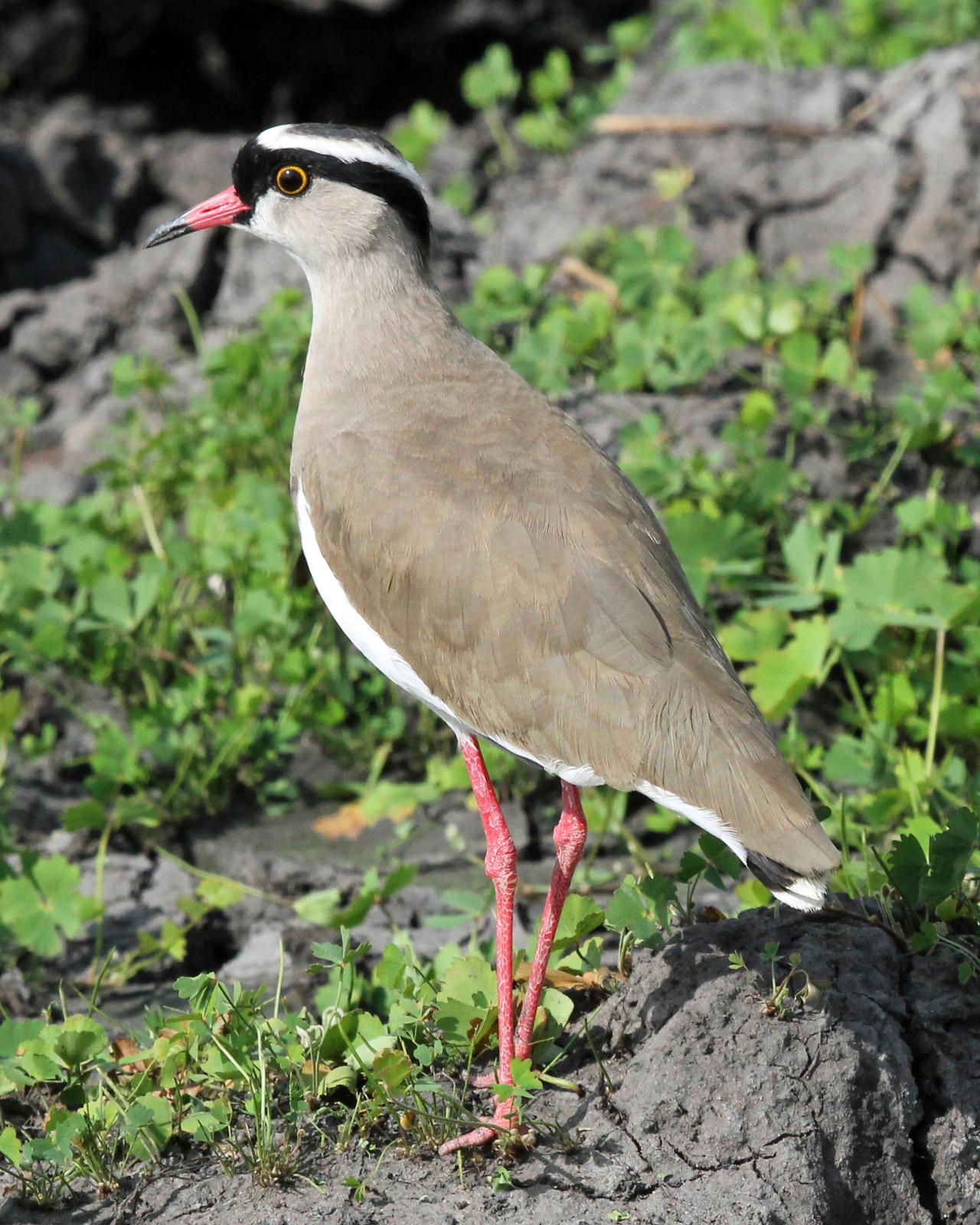 Crowned Lapwing Photo by Robert Polkinghorn