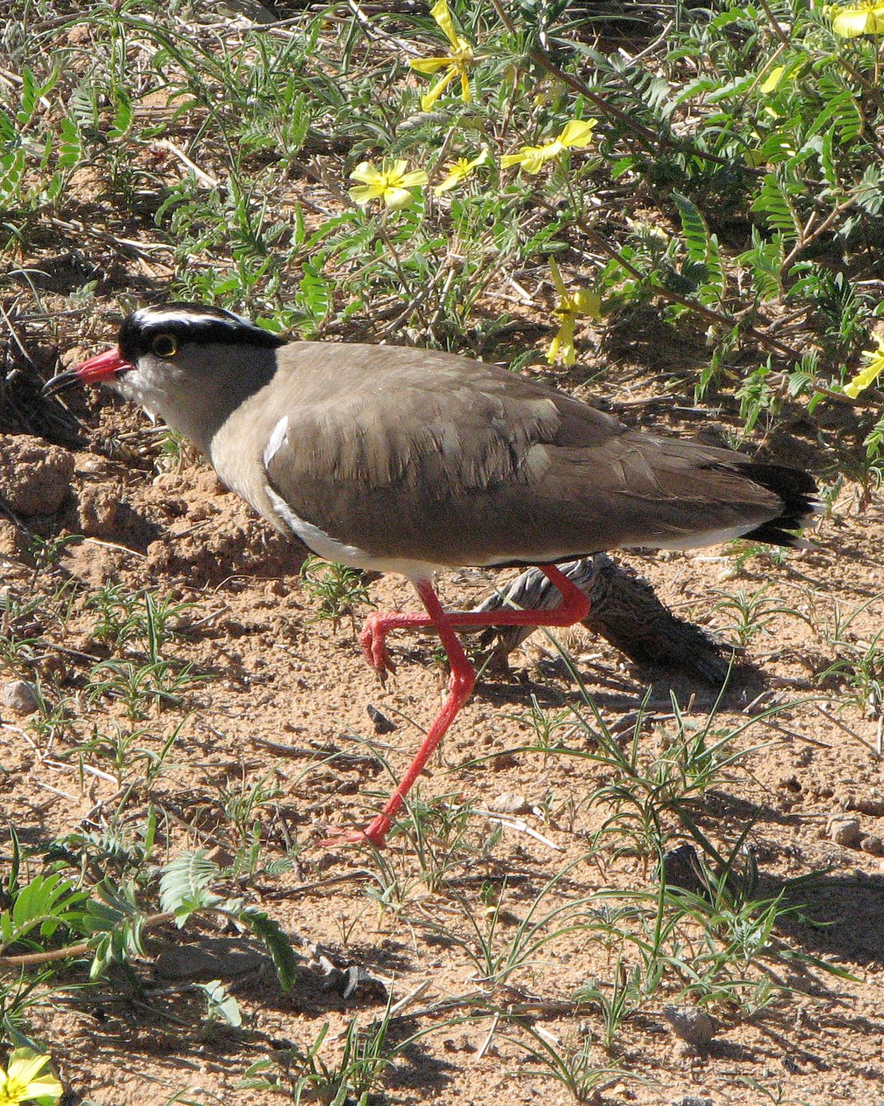 Crowned Lapwing Photo by Henk Baptist