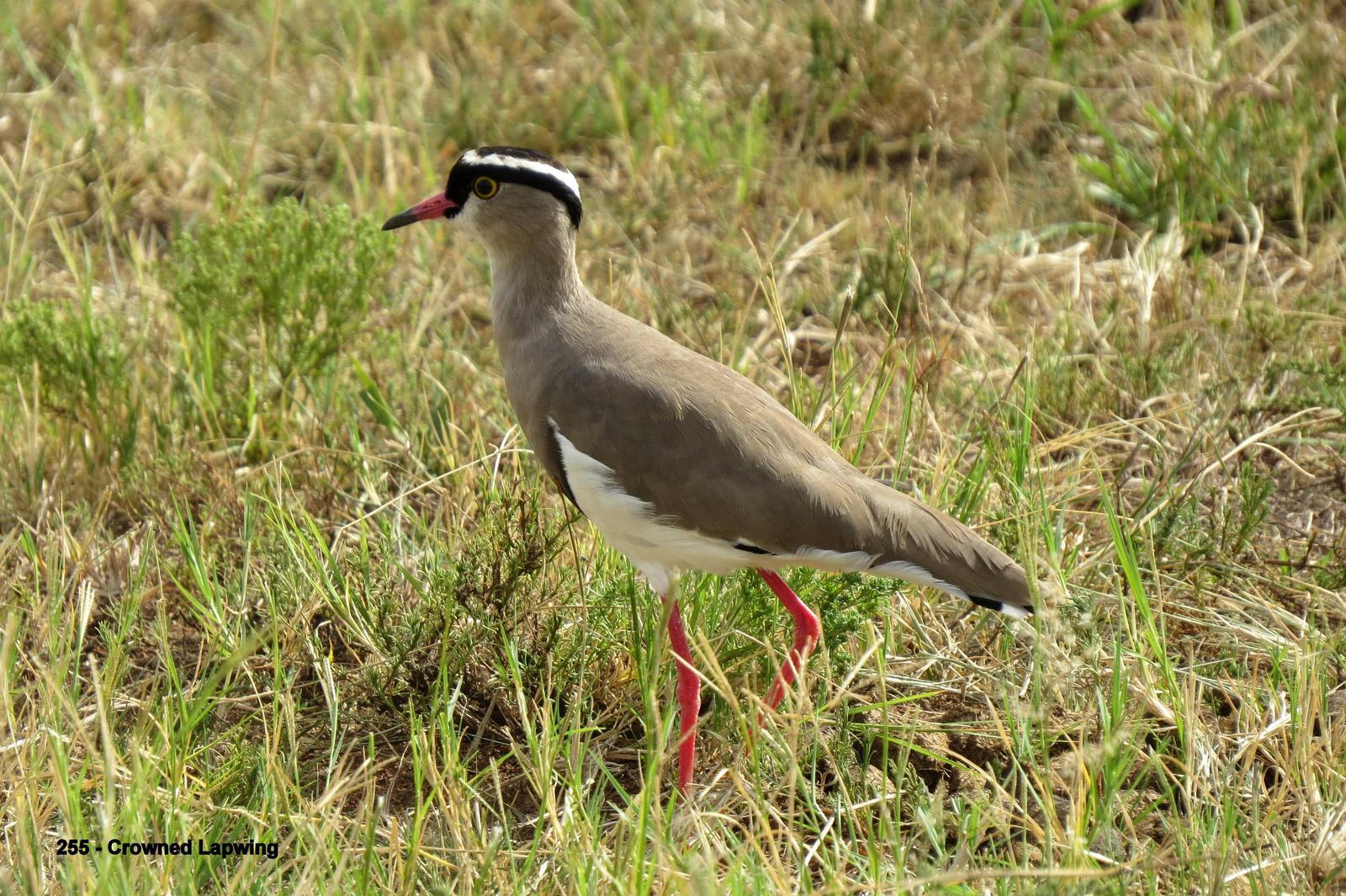 Crowned Lapwing Photo by Richard  Lowe