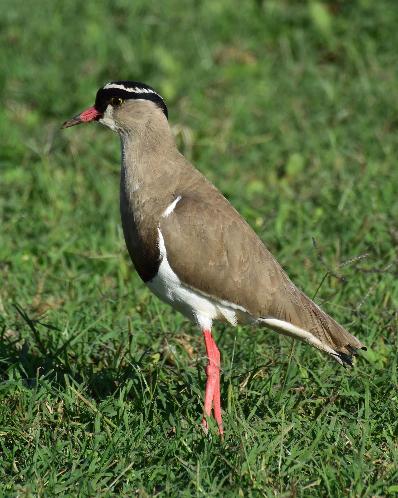 Crowned Lapwing Photo by Steve Percival
