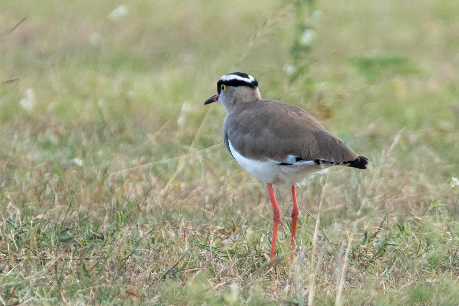 Crowned Lapwing Photo by Gerald Hoekstra