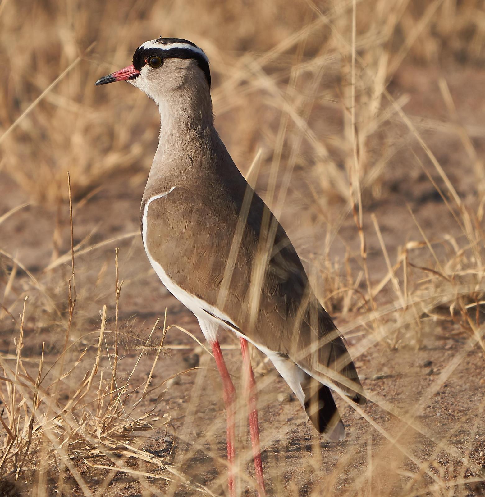Crowned Lapwing Photo by Steven Cheong